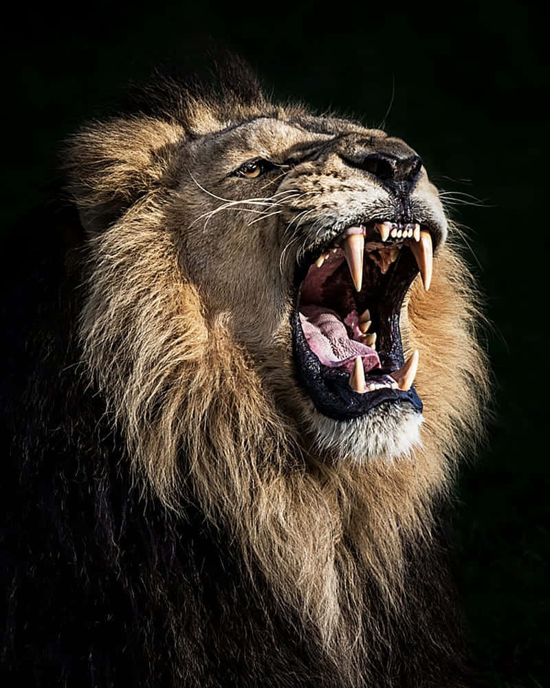 Roaring Lion Showing Its Fangs Wallpaper