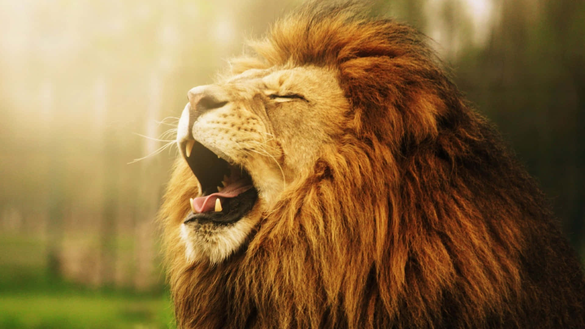 5,951 Lion Roar Black Background Images, Stock Photos & Vectors |  Shutterstock