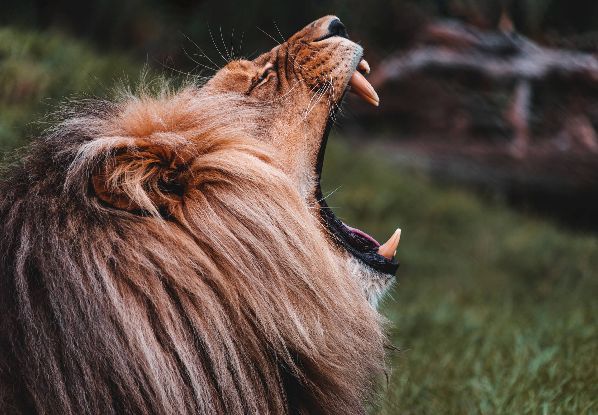 Roaring Lion Wild Animal Wallpaper