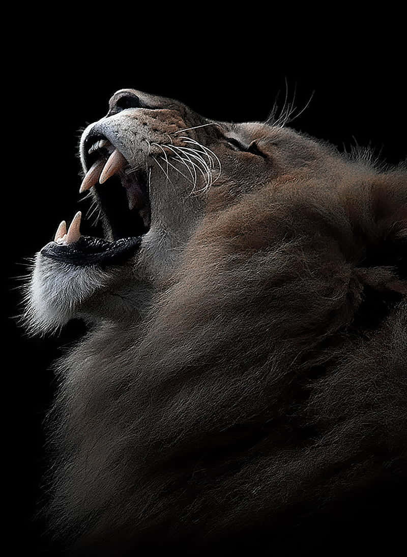 En kraftig og modig løve råber ud i vildmarken. Wallpaper