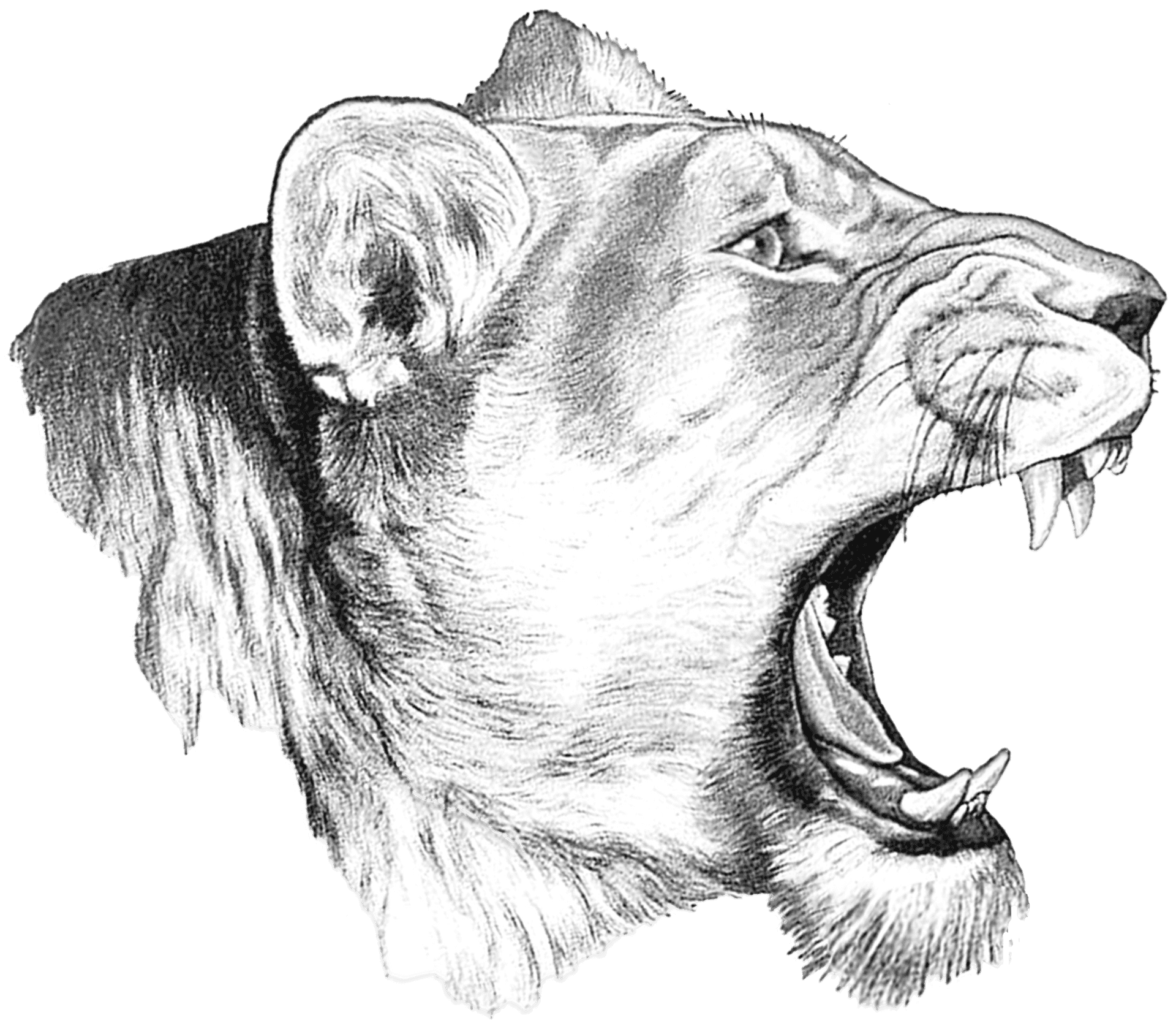 Roaring Lioness Sketch PNG