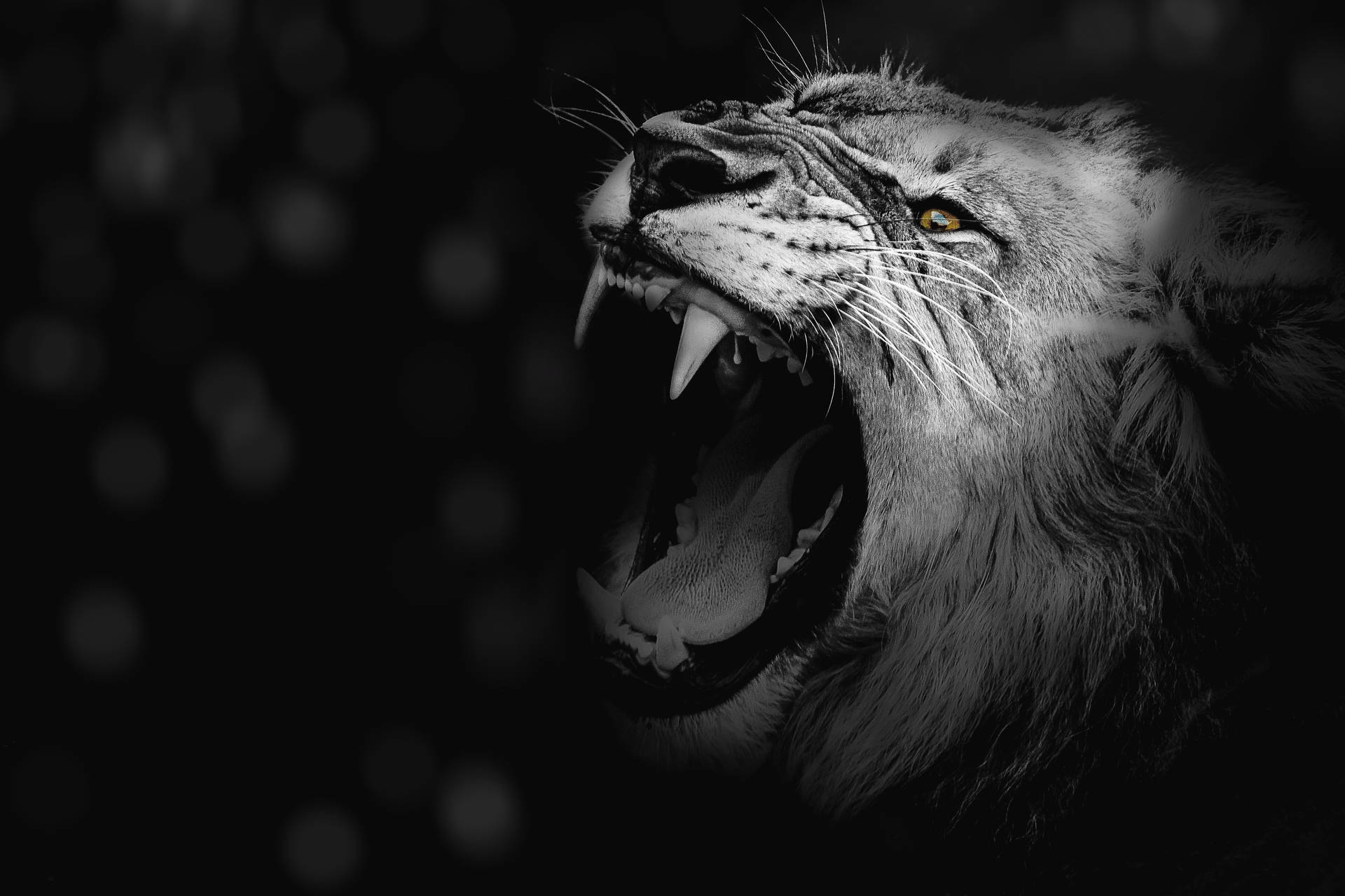 The King of the Jungle Roars Wallpaper