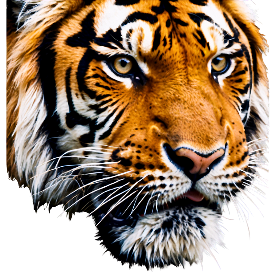 Roaring Tiger Face Vector Png Yix PNG