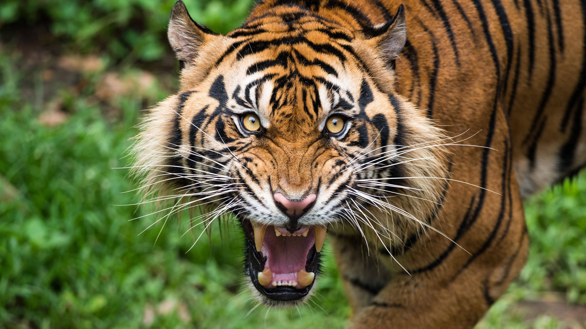 The Majestic Roar of a Tiger Wallpaper