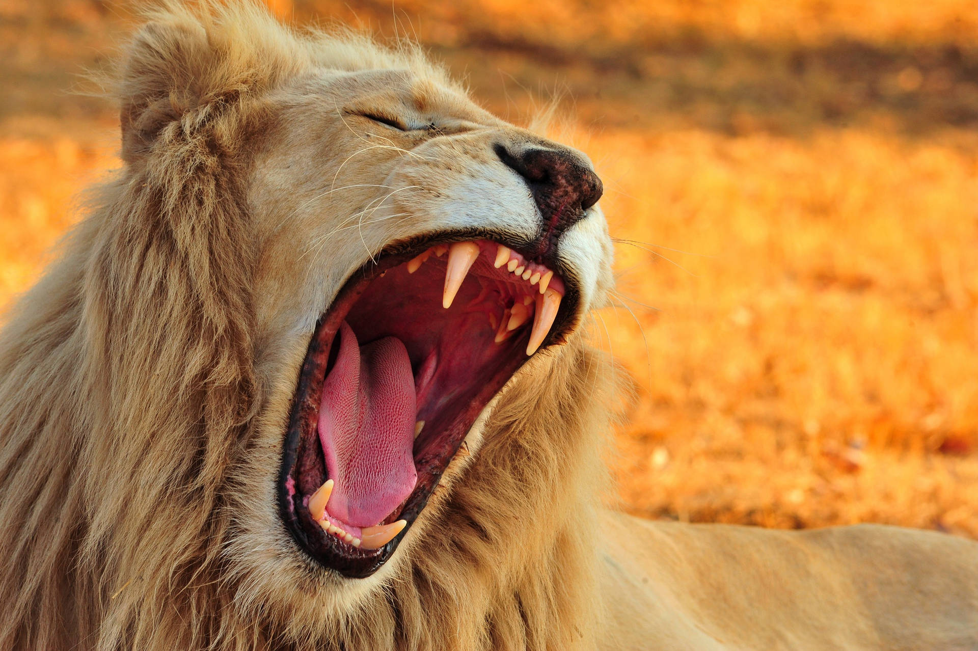 Roaring Wild Lion Wallpaper