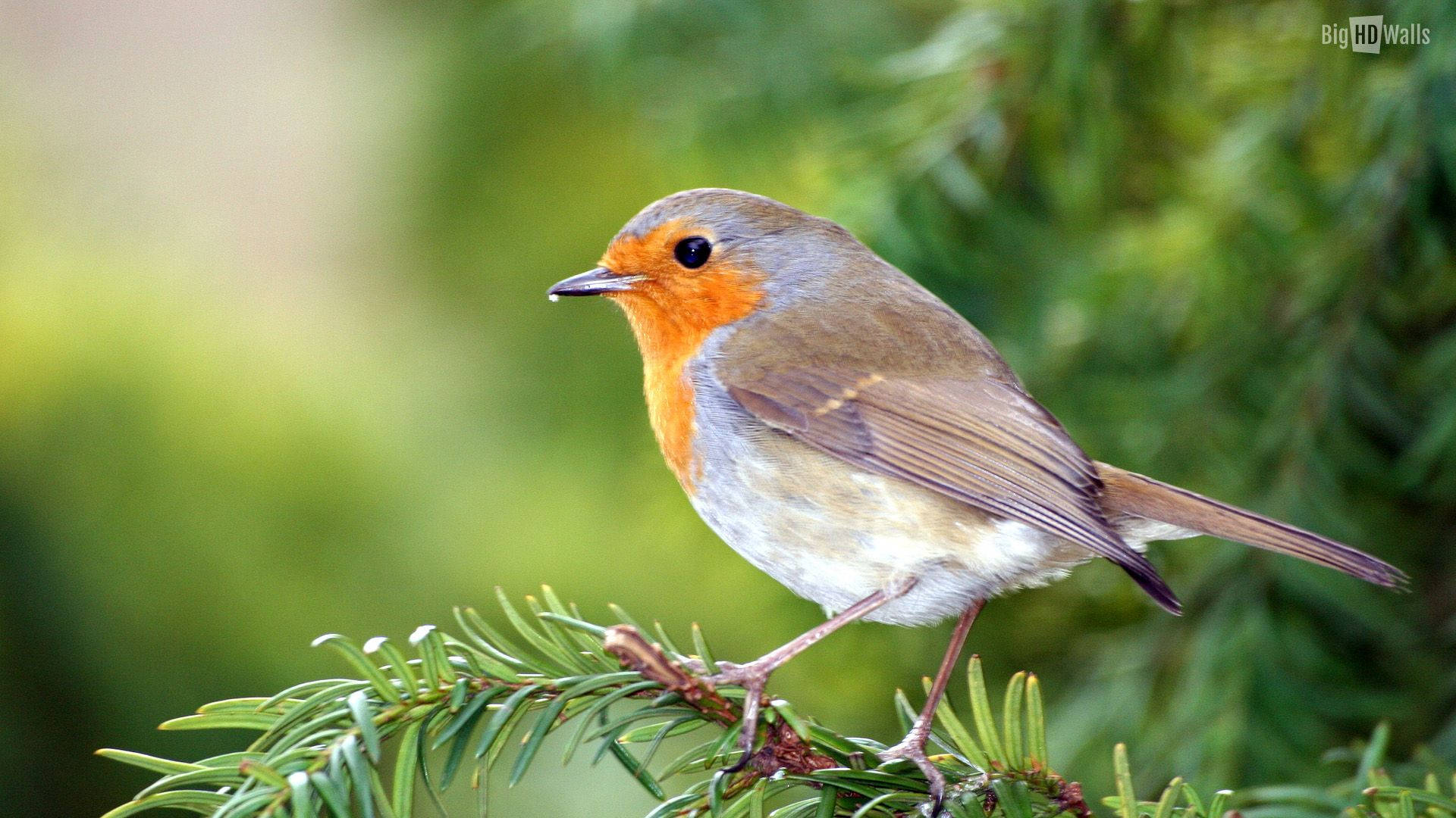 A Robin Bird Sitting On A Pine Tree Branch Wallpaper
