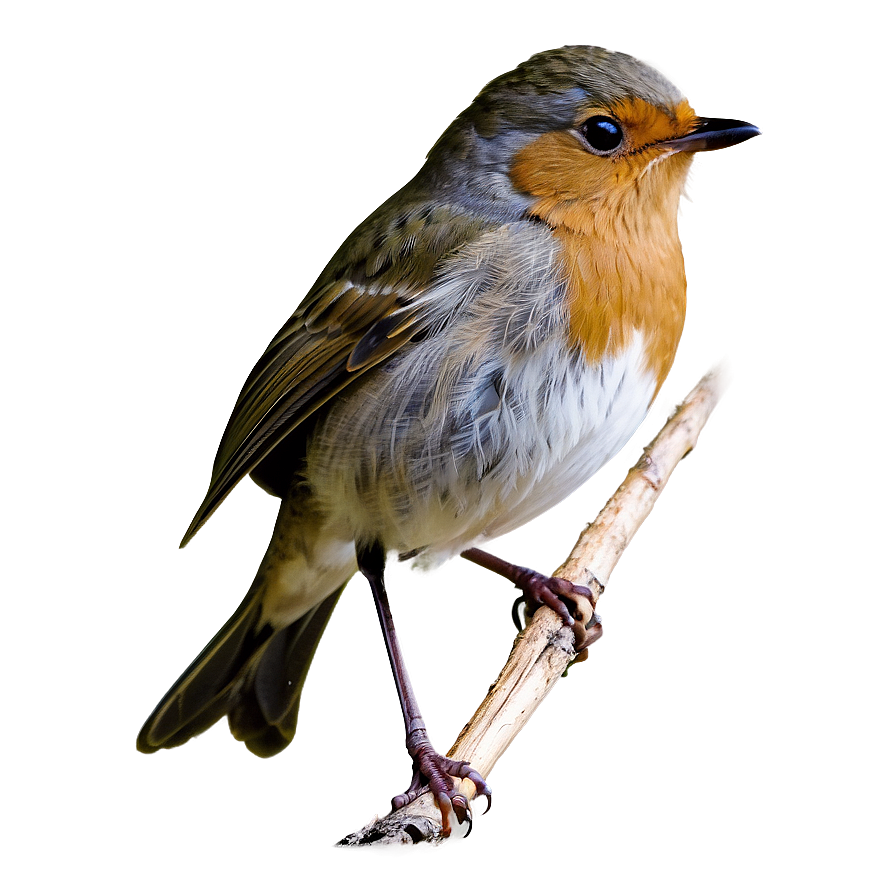 Robin Bird Spring Png 56 PNG