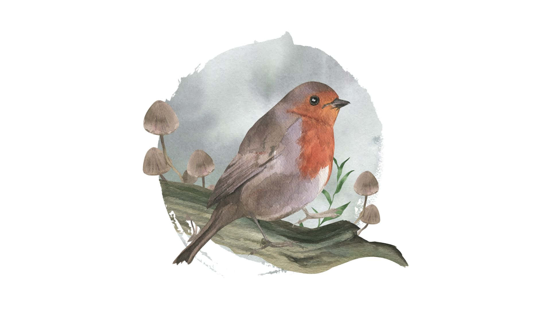 Robin Bird Watercolor Illustration Wallpaper