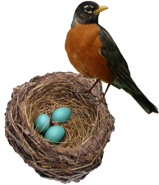 Robin Birdand Nestwith Blue Eggs PNG