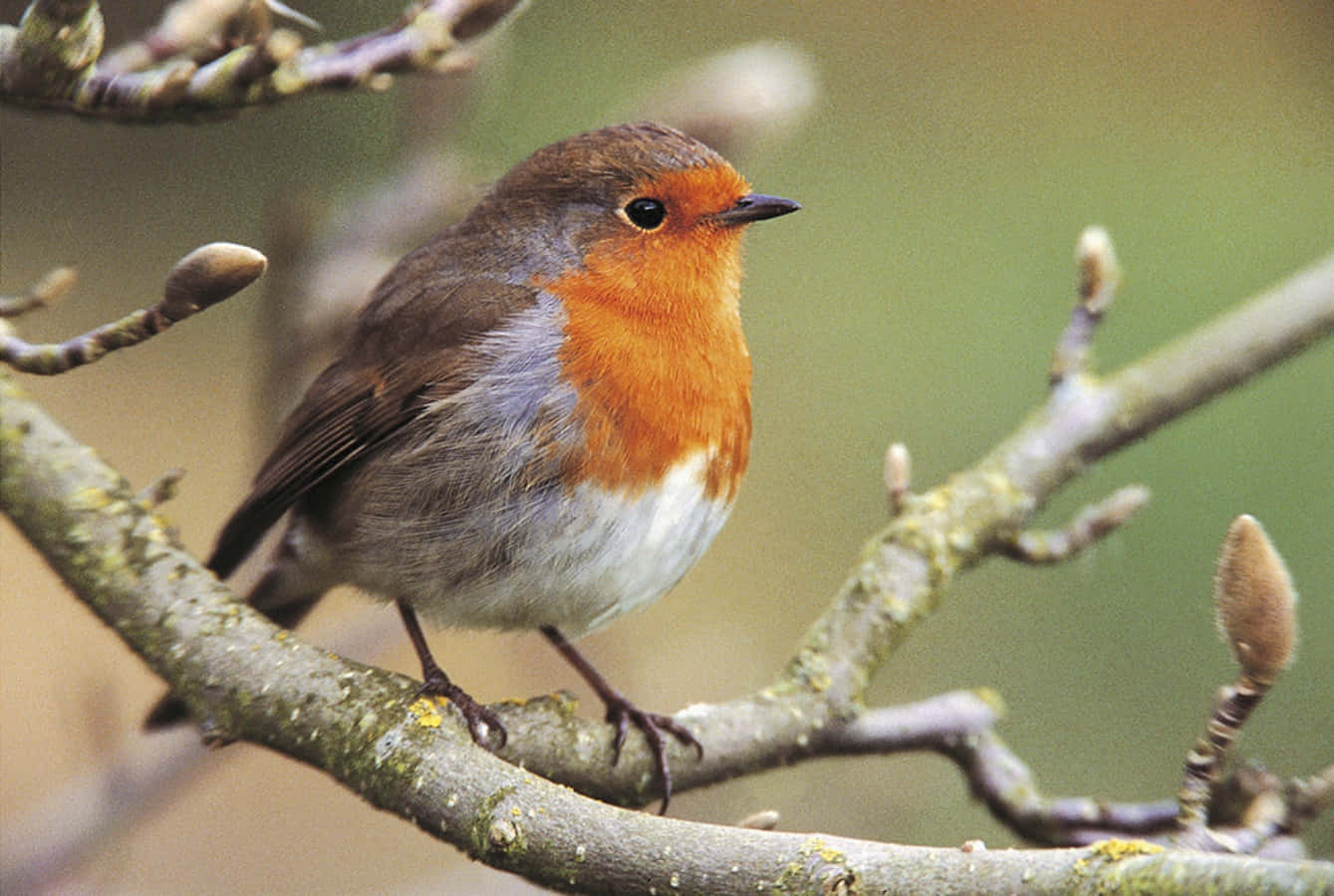 Little Robin Standing On a Tree Branch