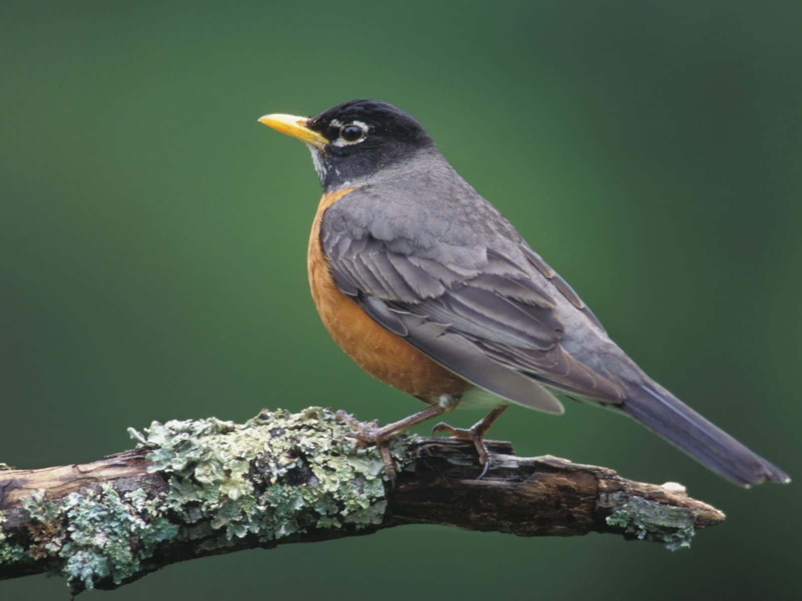 An adult robin in a spring garden
