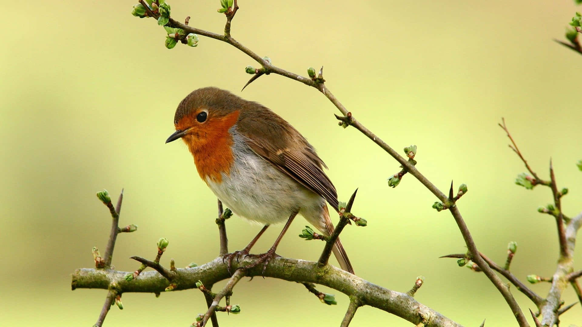 A vibrant red-breasted European Robin perched on a branch