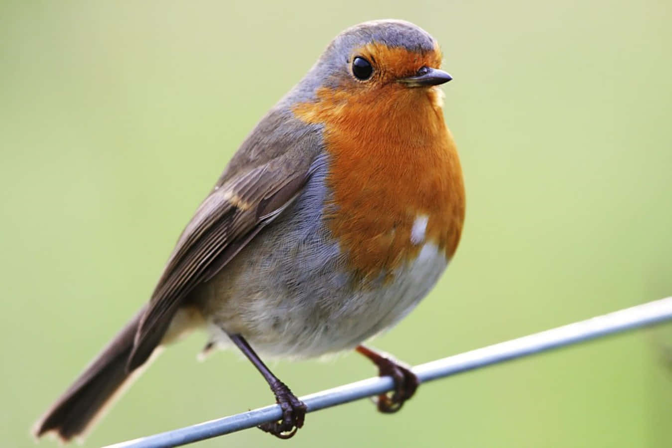A Lovely Robin Enjoying The Outdoors