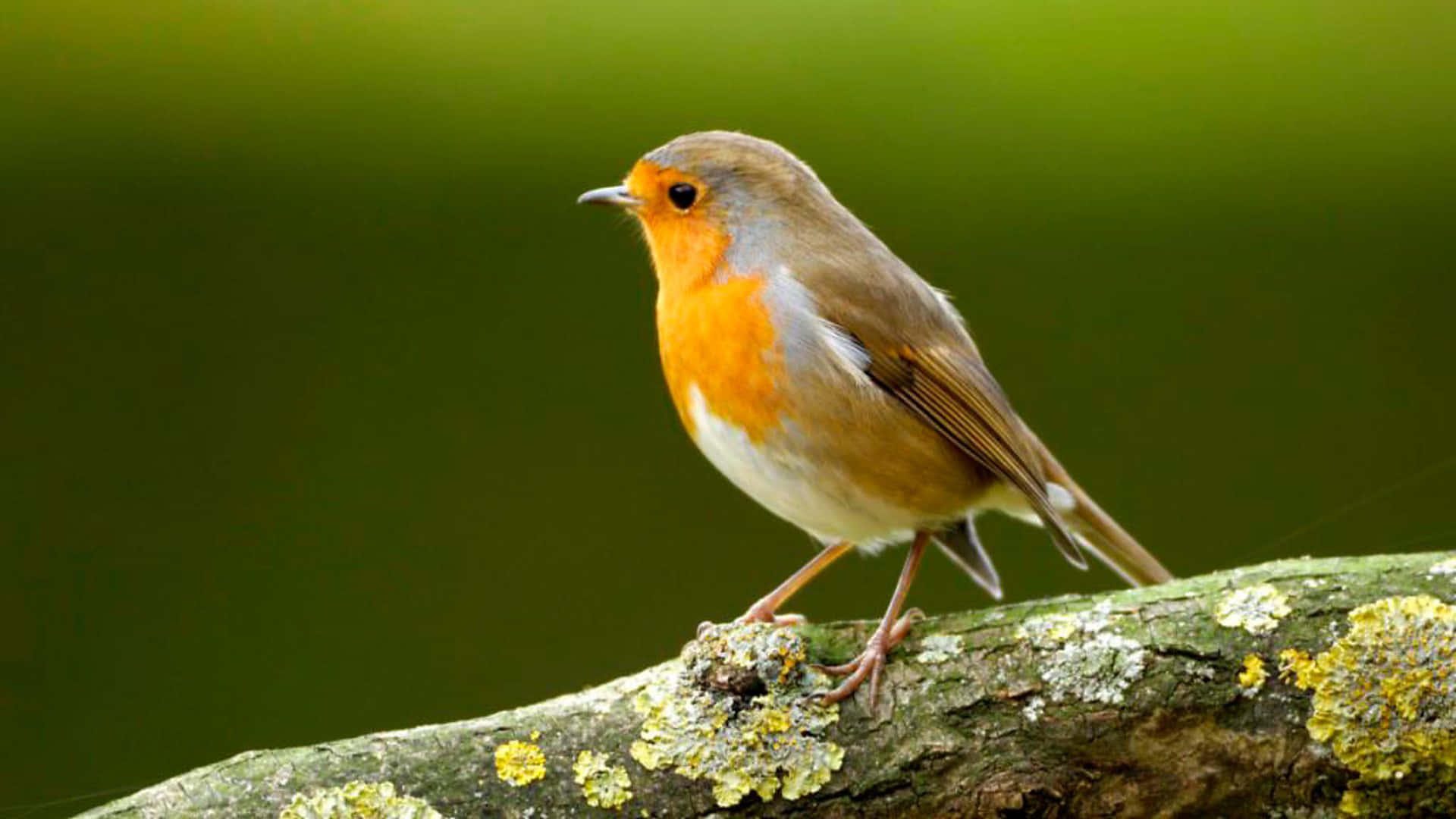 An orange-breasted robin perched on top of a grass-covered log