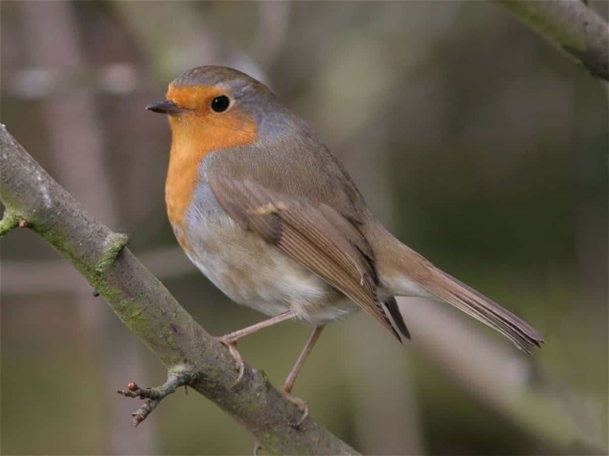 A beautiful Robin perched atop a branch looking for food