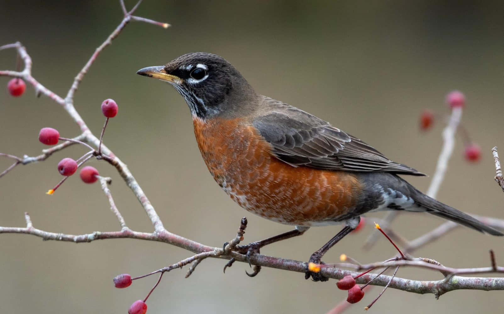 The beauty of the robin will captivate your heart.