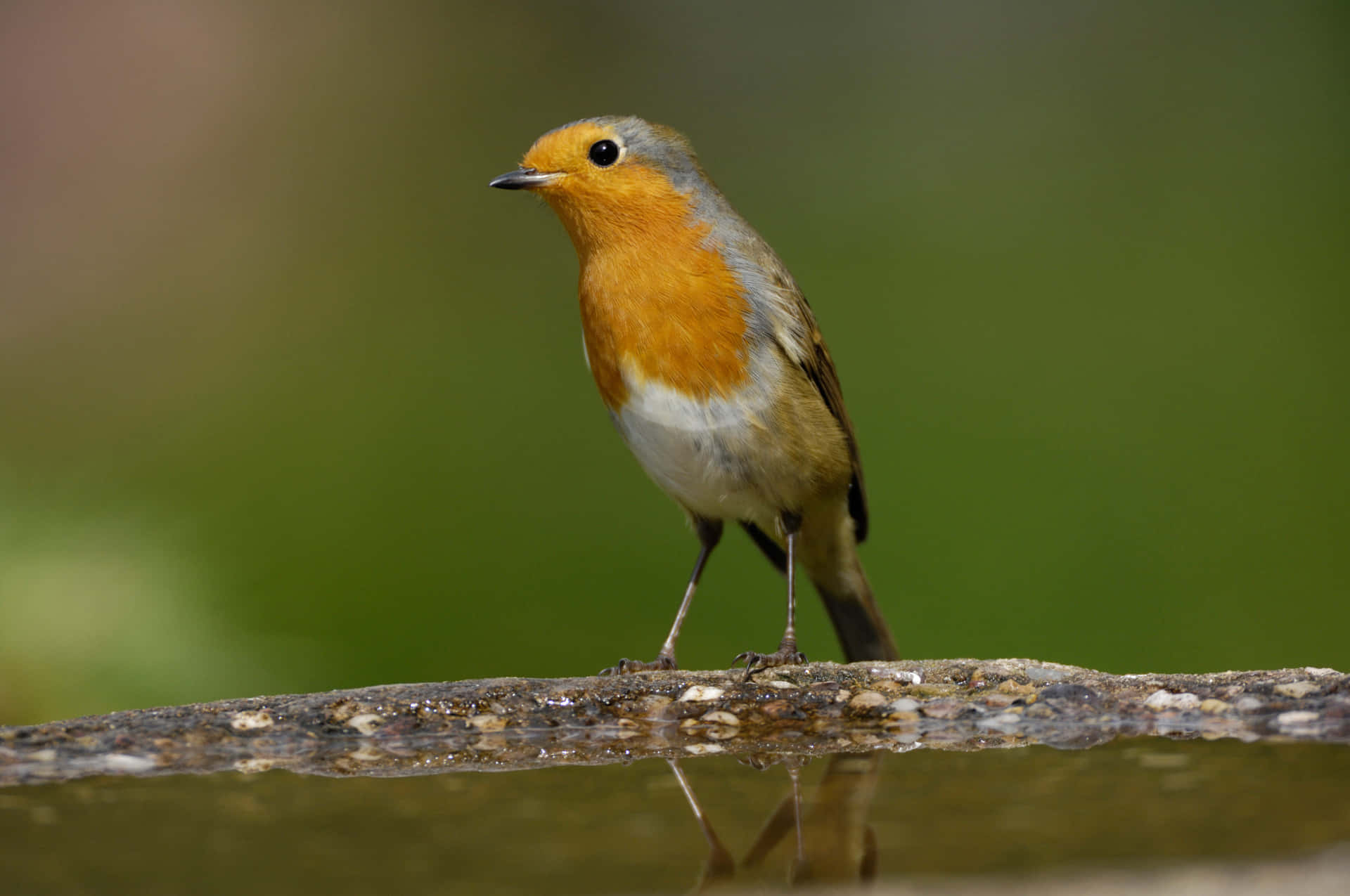 The vibrant colors of nature displayed in a tiny Robin
