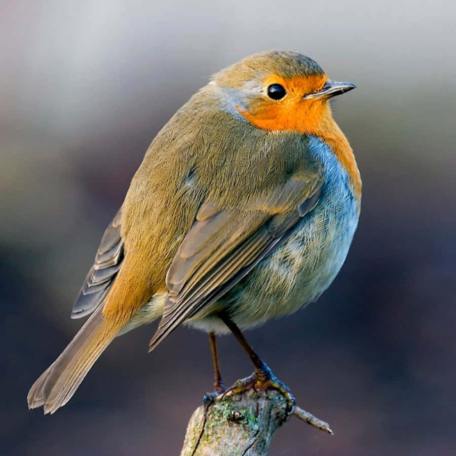 Cheerful and full of song, the Robin is a joyful harbinger of the season.