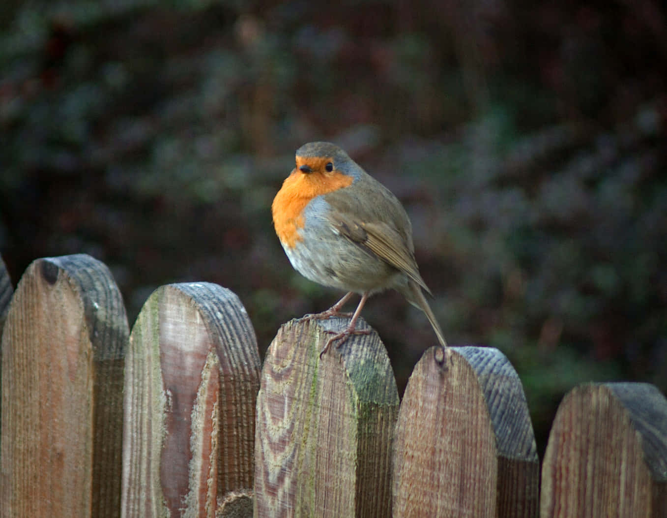 A blooming Robin resting in Blooming Greenery