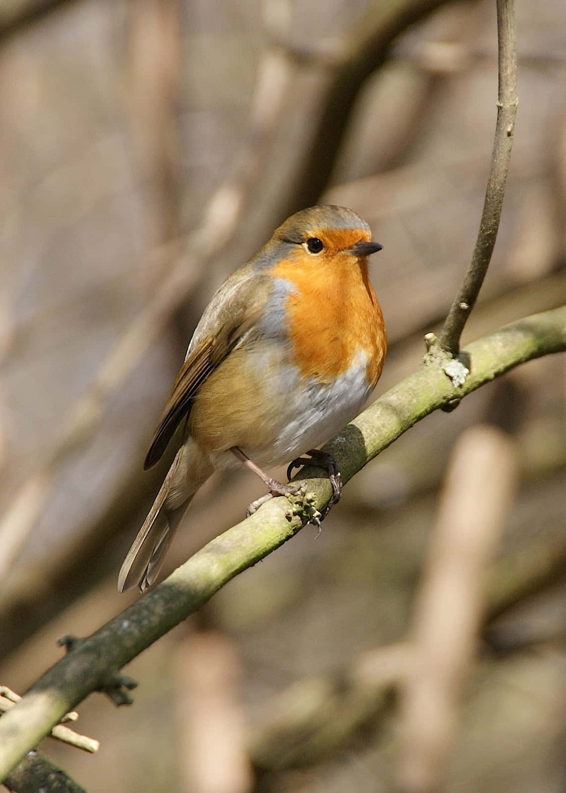A cheery robin perching atop a tree branch