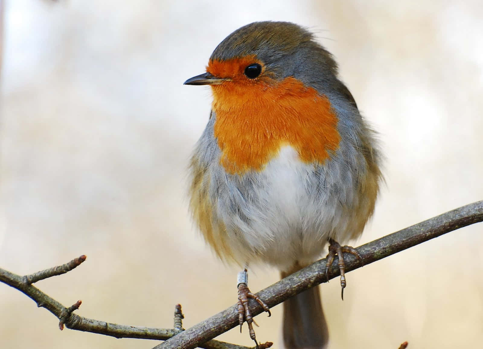 A cheery Robin perched on a branch in the Springtime