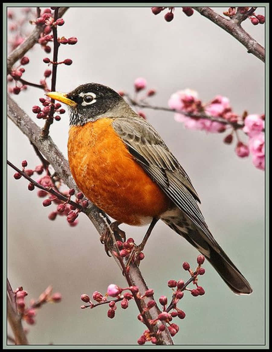 A solitairy Robin perched atop a flowering tree