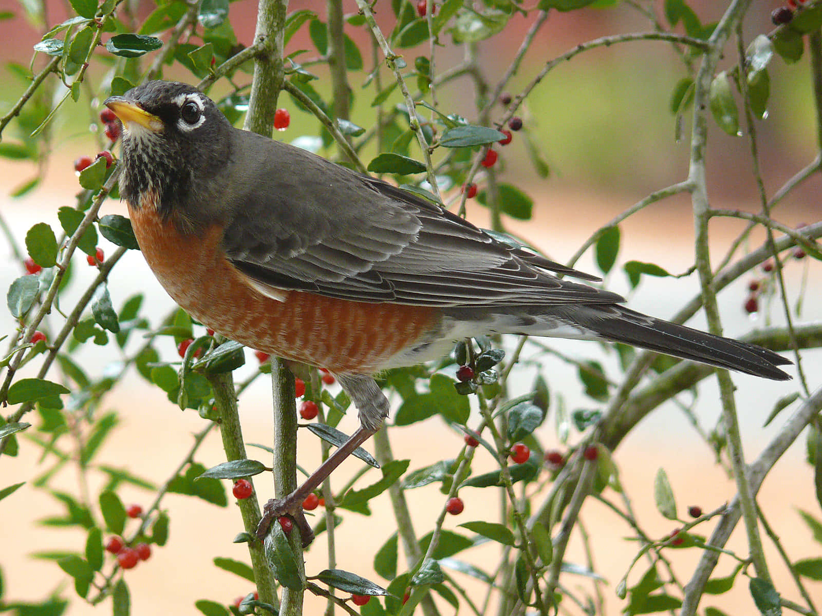 Bright and cheerful American Robin perched on a tree branch