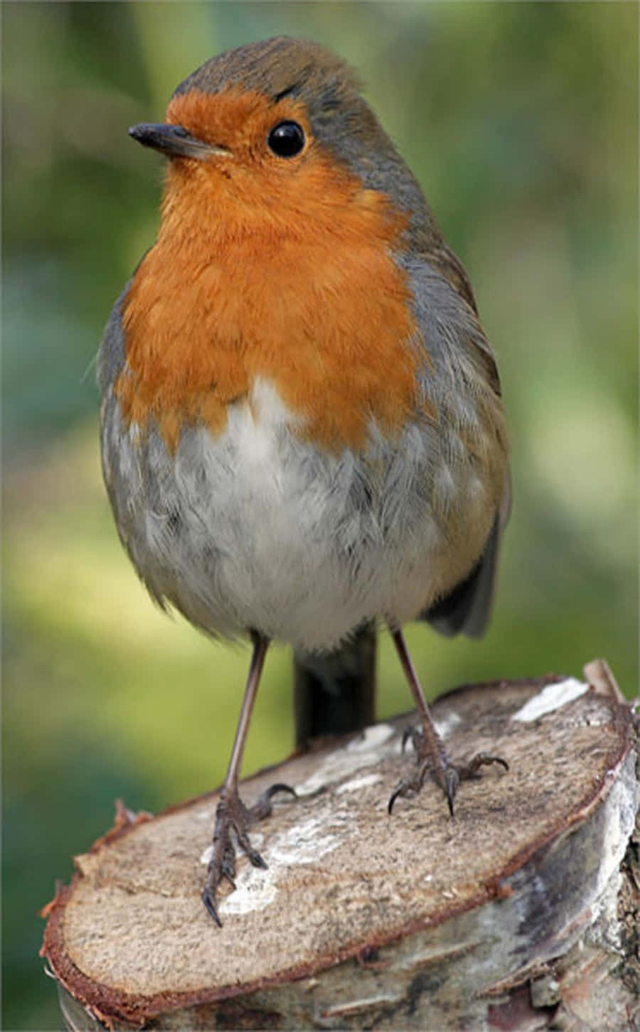 Here's a cheery robin, calling out its merry tune!