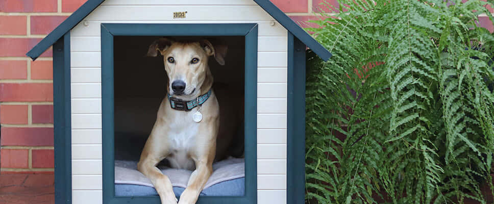 Robust Dutch-style Dog Kennel Nestled In Lush Greenery Wallpaper