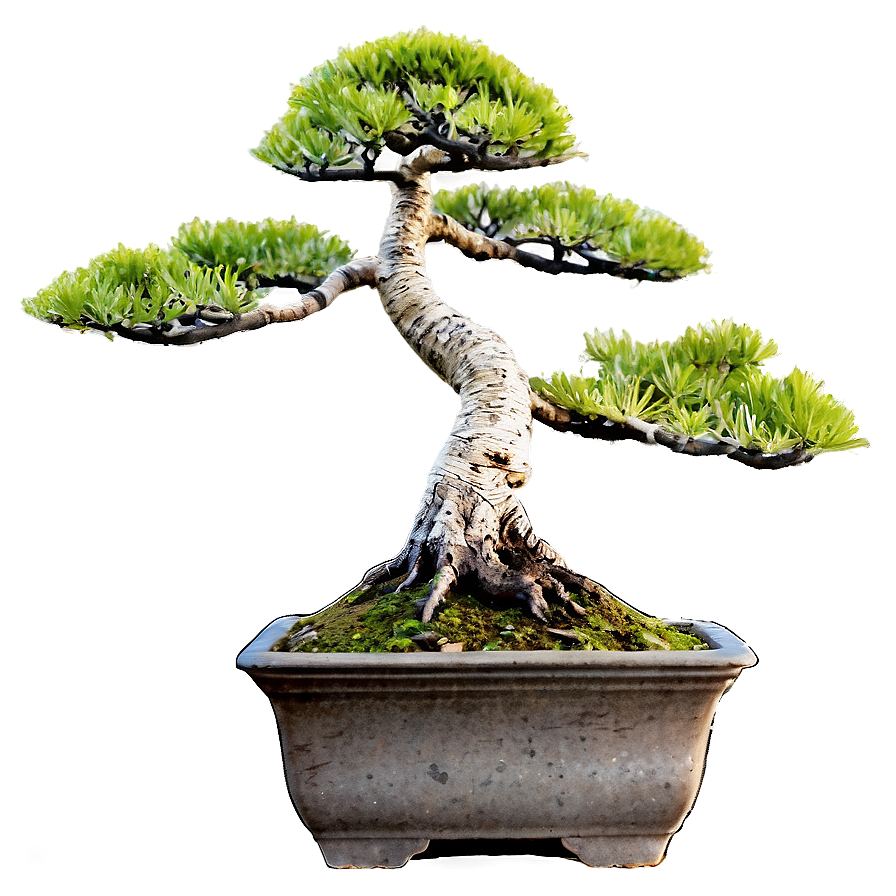 Rock Bonsai Png 06252024 PNG