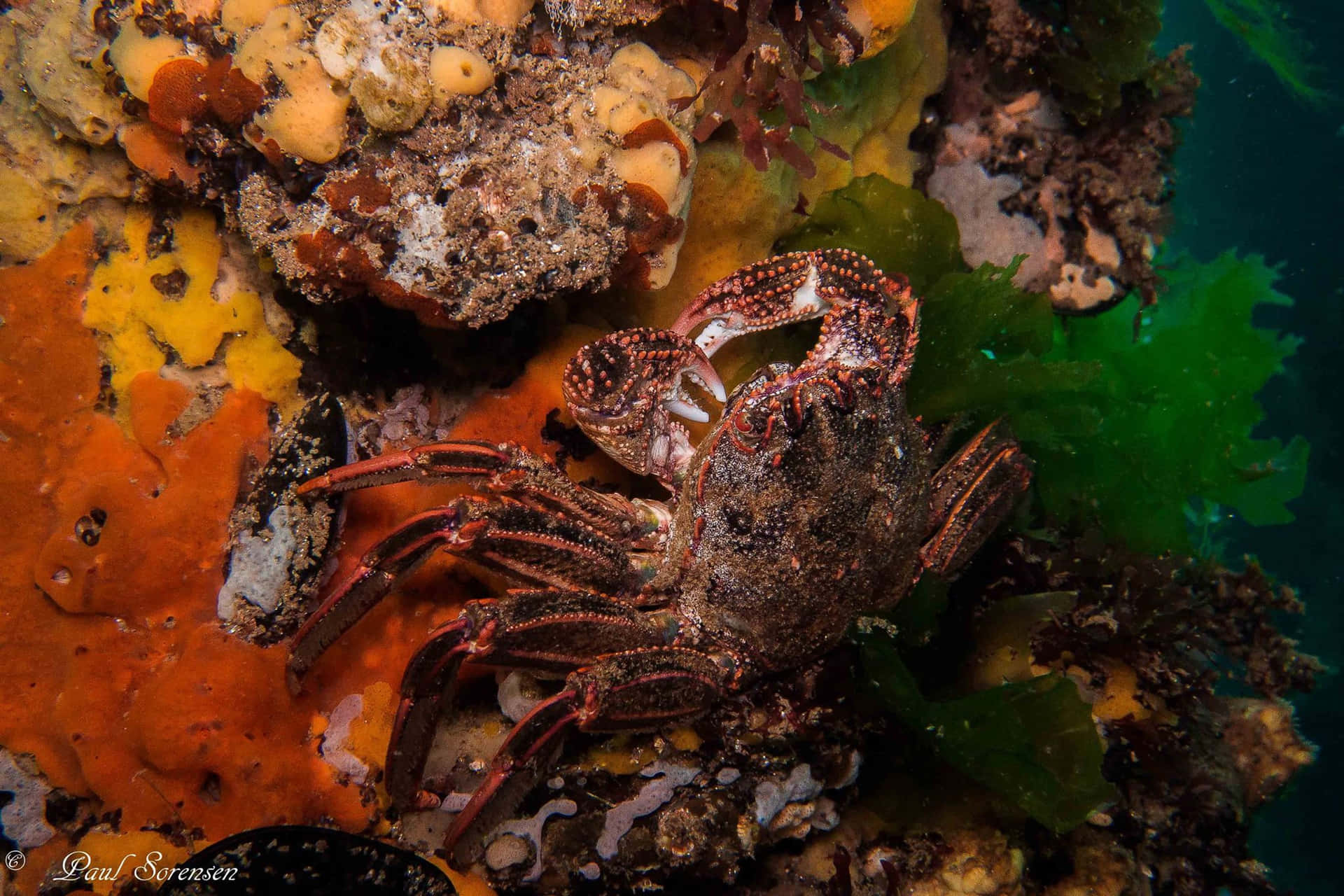 Rock Crab Amidst Seafloor Flora.jpg Wallpaper