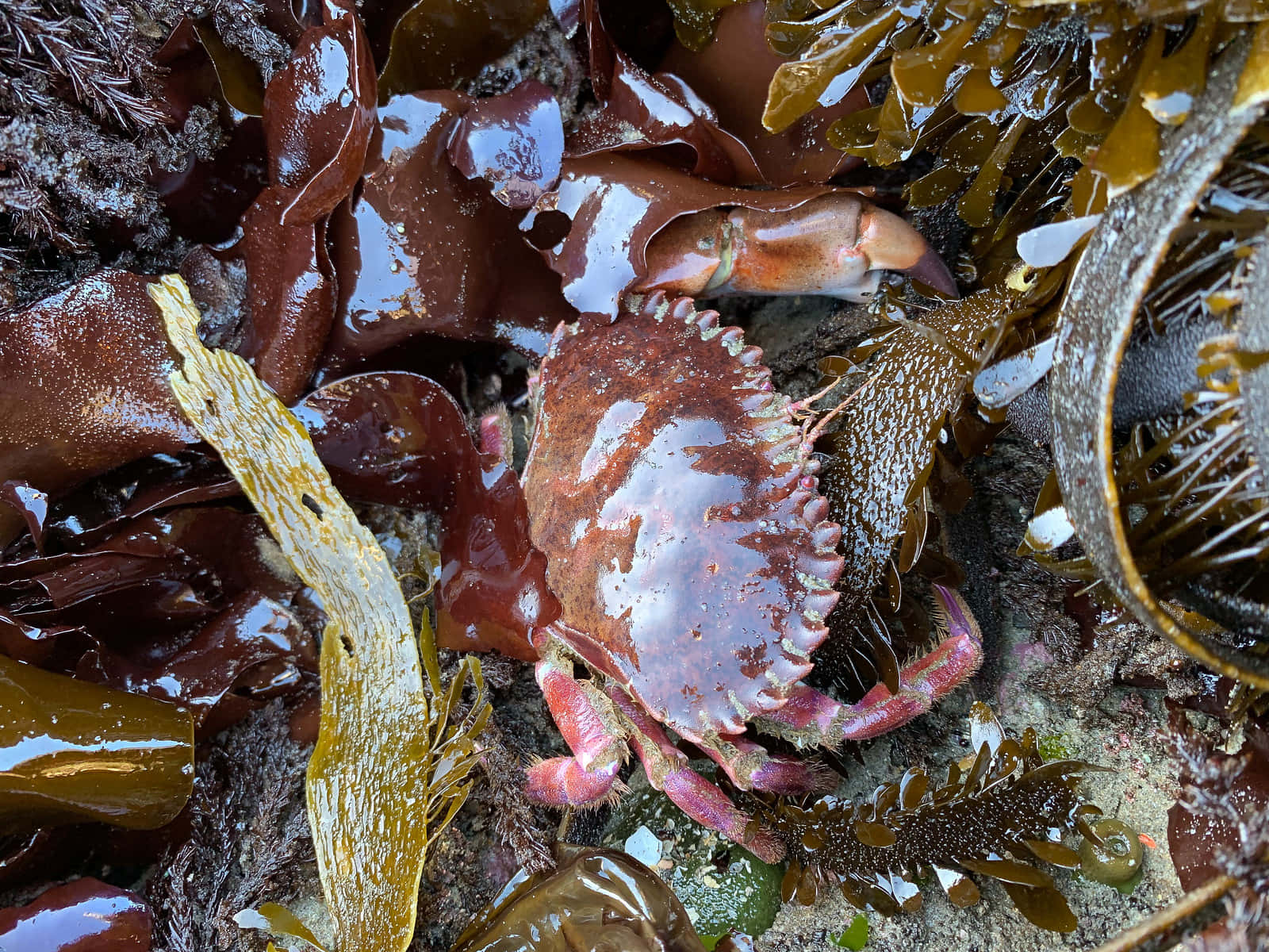 Rock Crab Amidst Seaweed Wallpaper