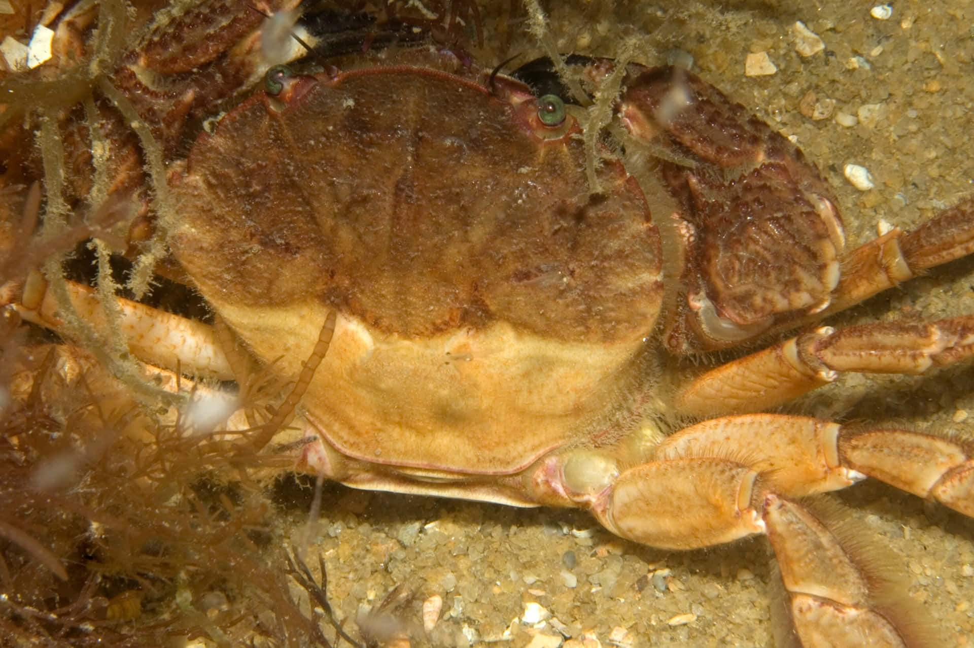 Rock Crab Camouflagedon Seabed.jpg Wallpaper