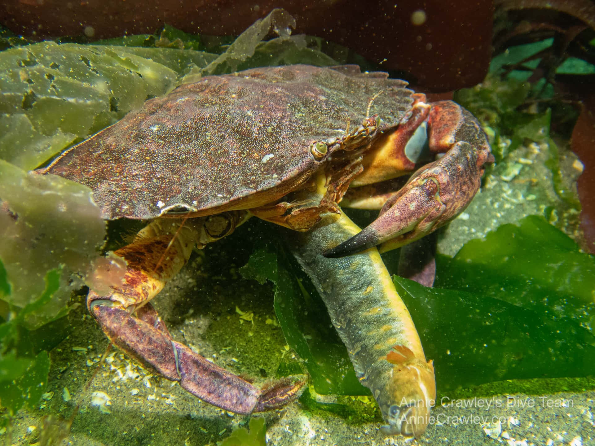 Rock Crab Feeding Underwater Wallpaper