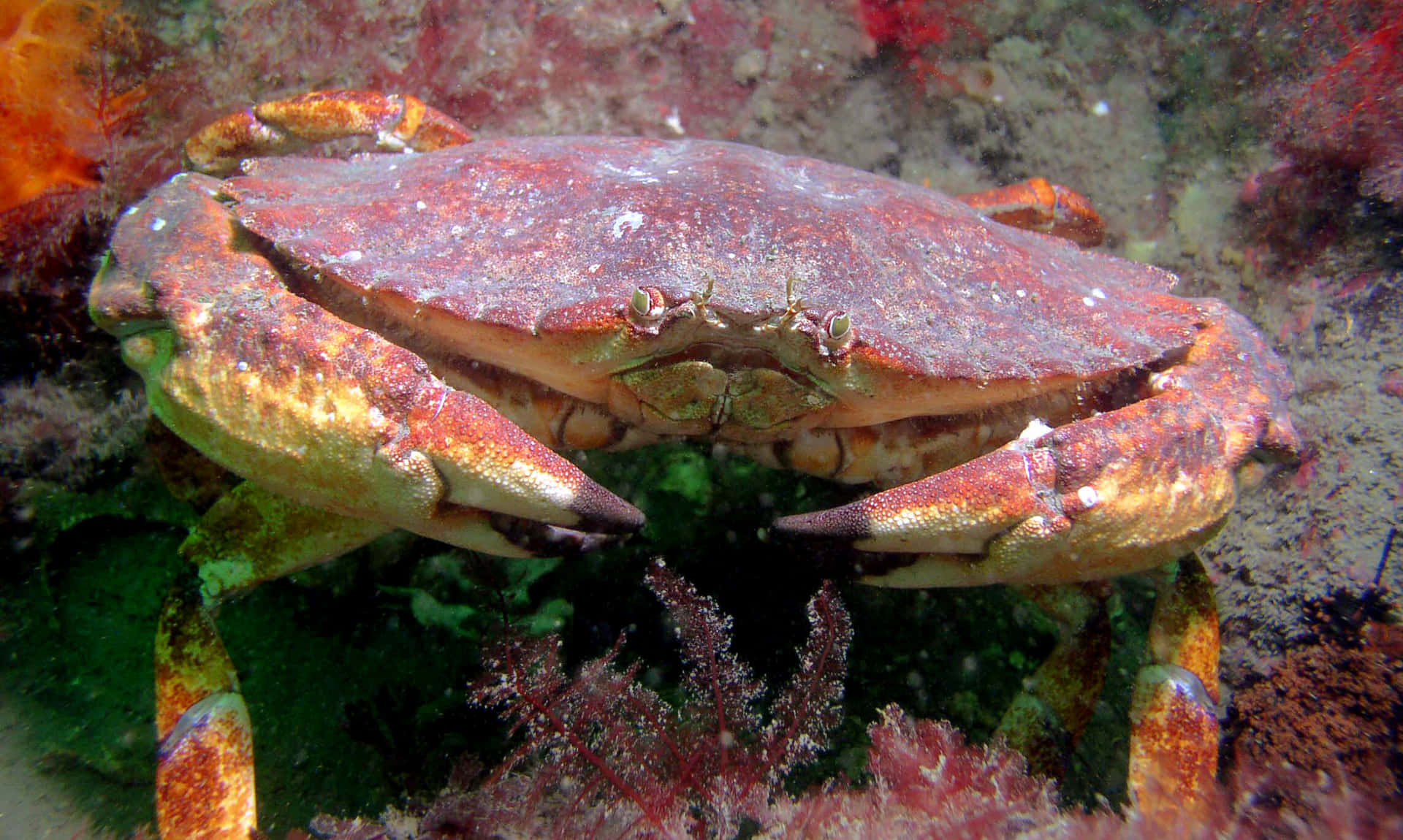 Rock Crab Underwater Camouflage Wallpaper