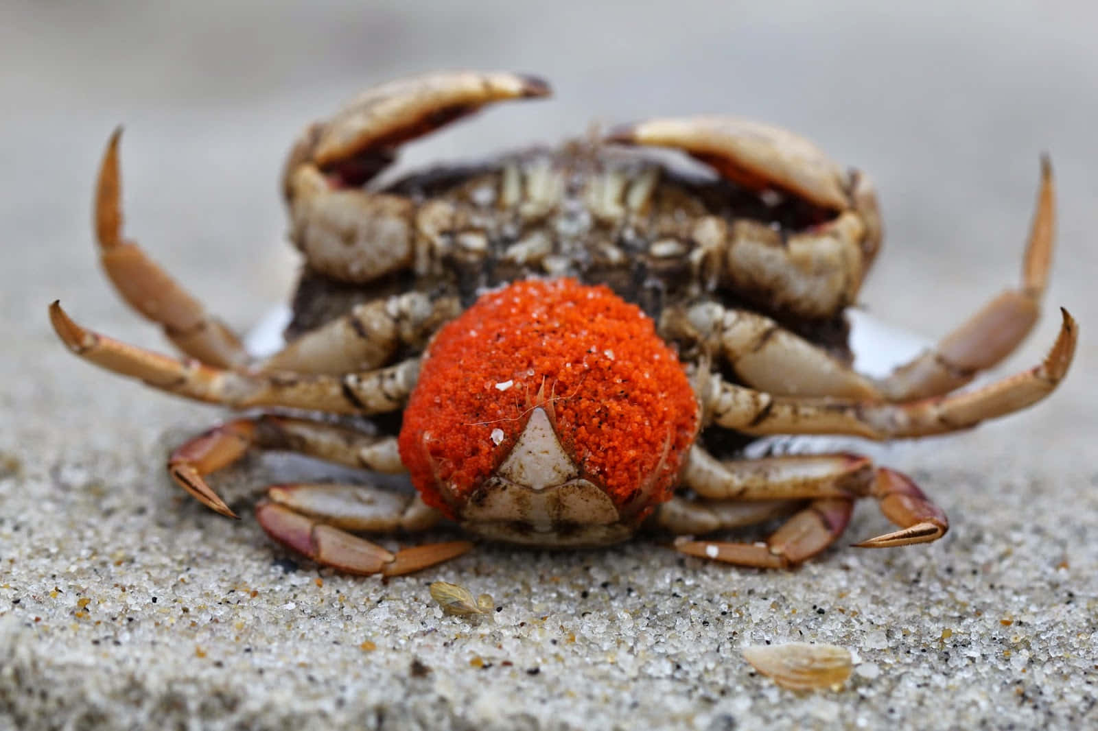 Rock Crab With Eggs Wallpaper