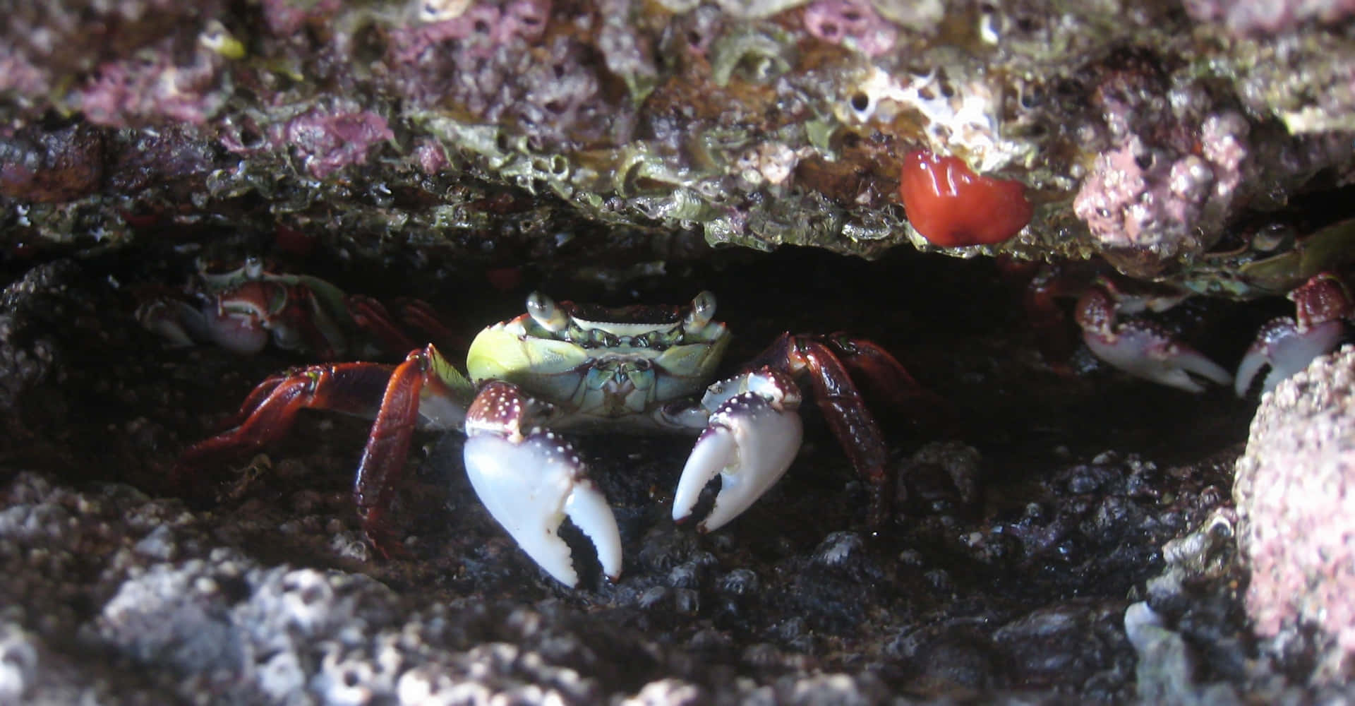Rock Crabs Hiding Under Rock Wallpaper