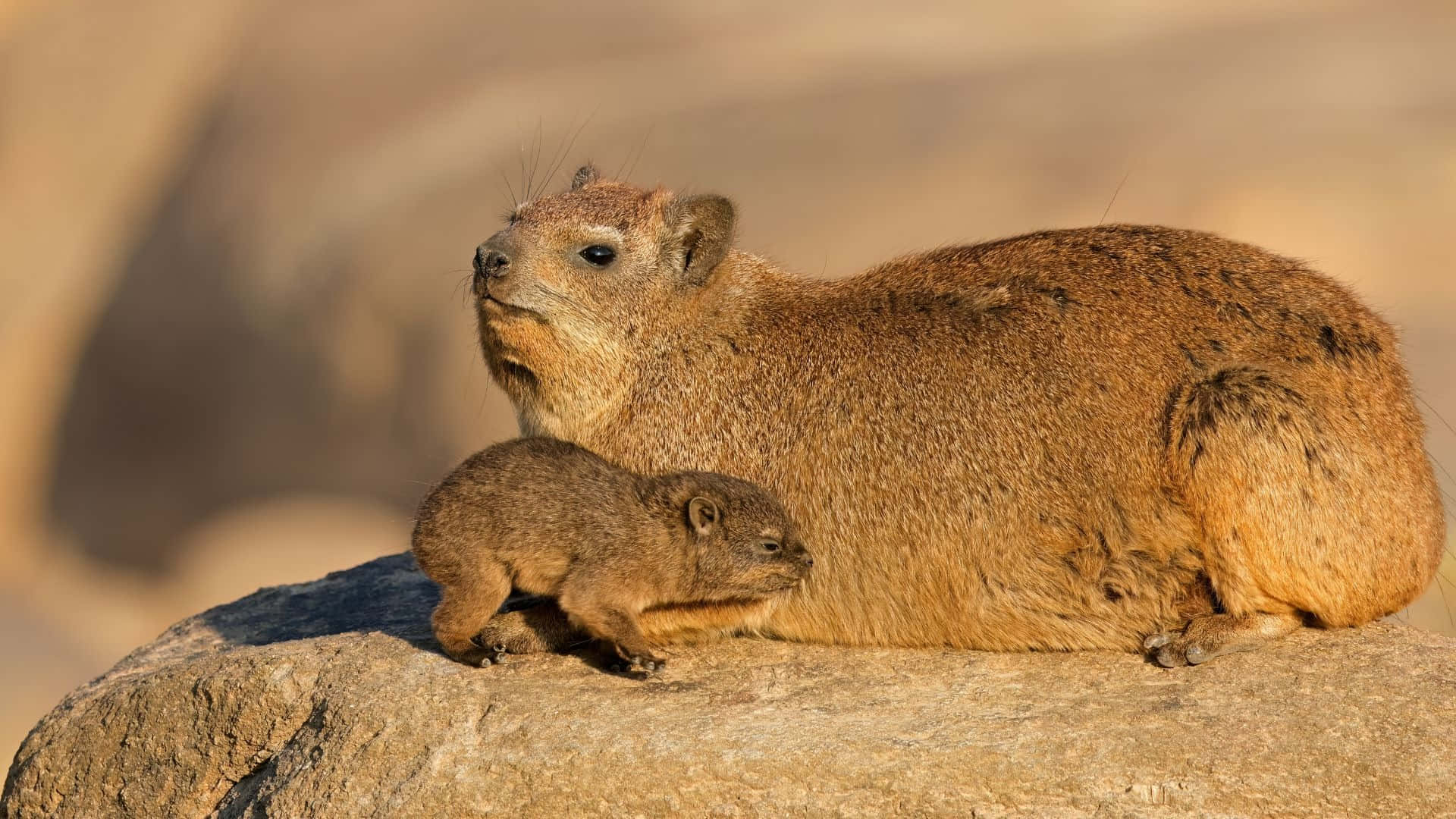 Rock Hyrax Adultand Youngon Stone Wallpaper