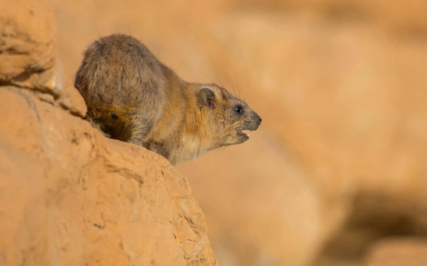 Rock Hyrax On Cliff Edge.jpg Wallpaper