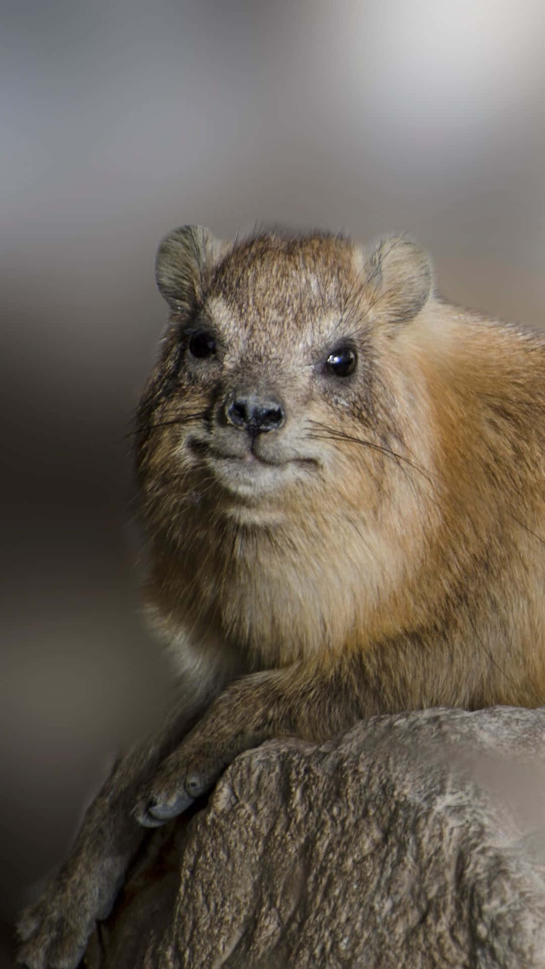 Rock Hyrax Portrait Wallpaper