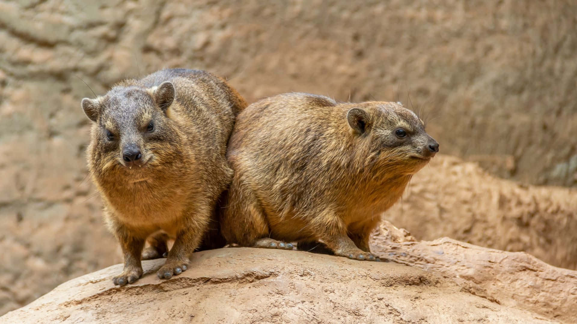 Hyrax De Roche Sur Une Formation Rocheuse Fond d'écran