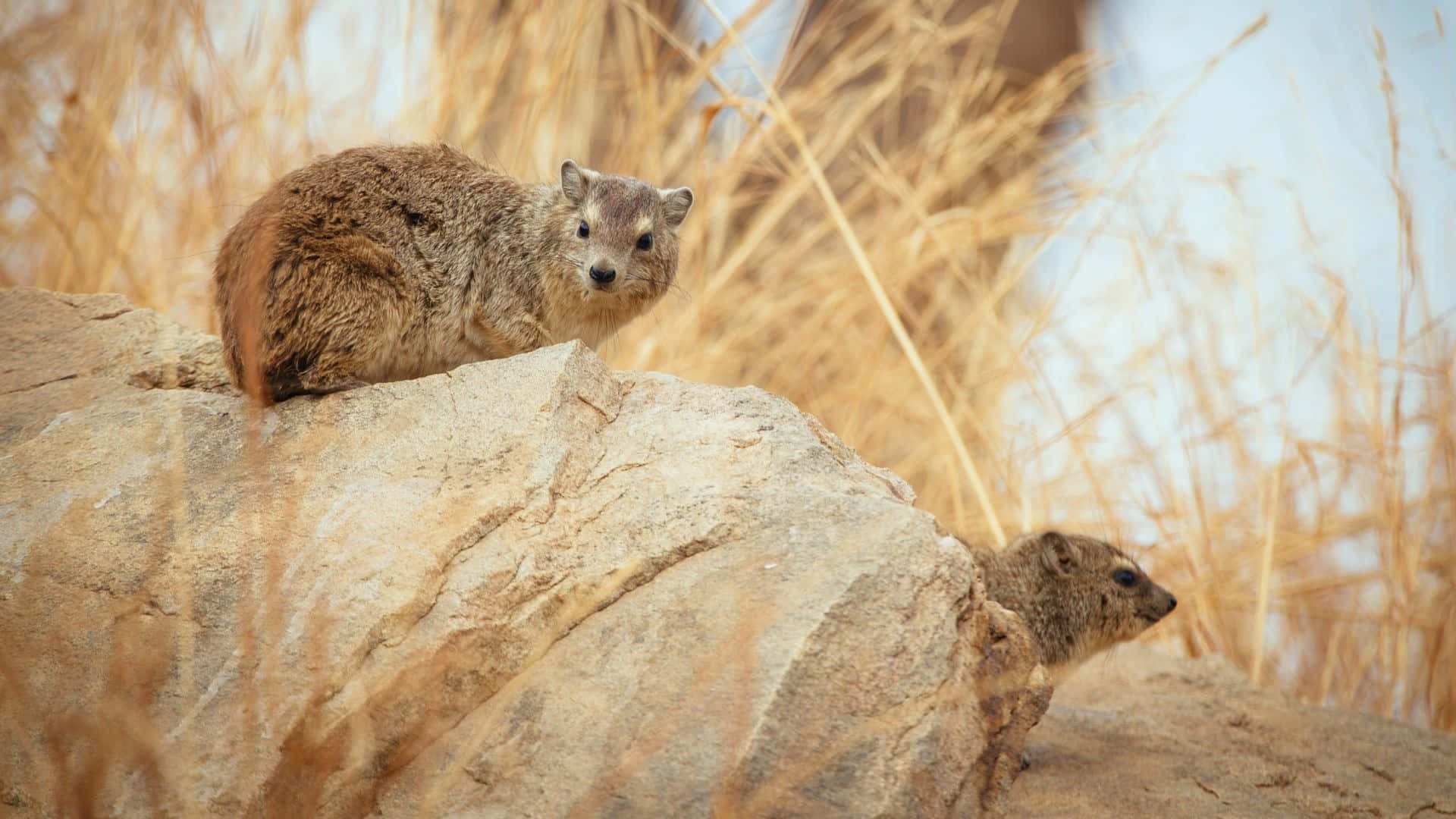 Hyrax De Roche Sur Un Affleurement Rocheux Fond d'écran