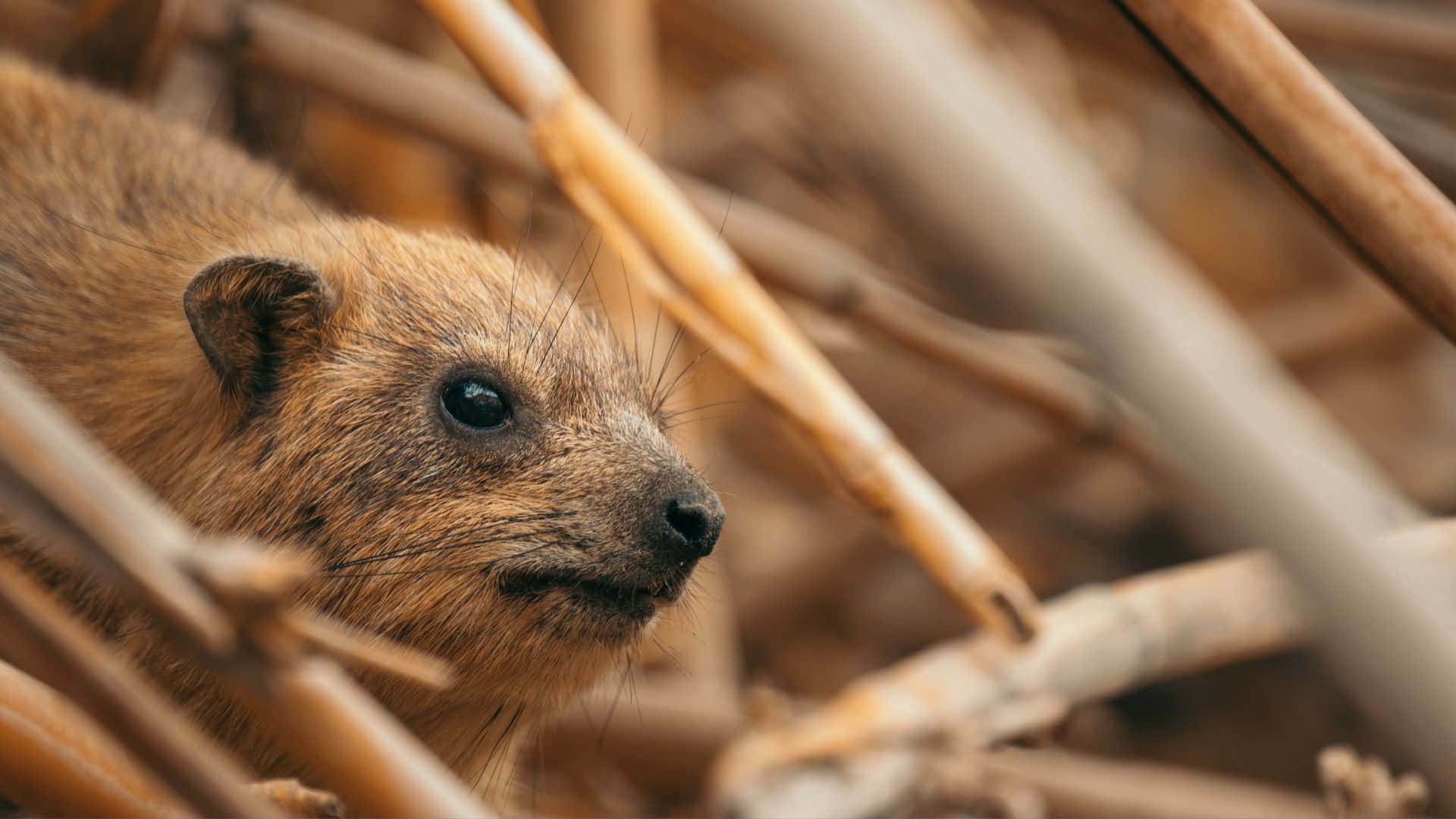 Rock Hyraxin Habitat.jpg Wallpaper