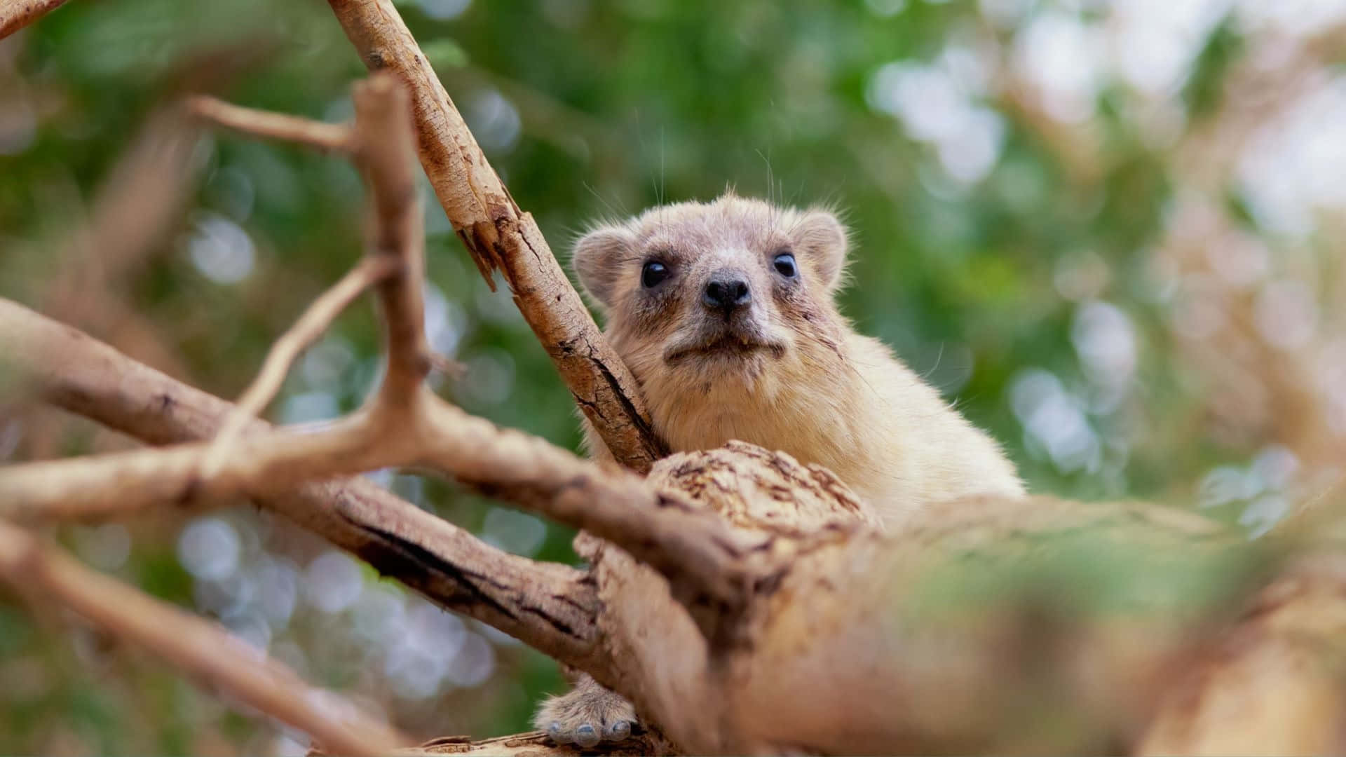 Hyrax Des Rochers Sur Des Branches D'arbres Fond d'écran