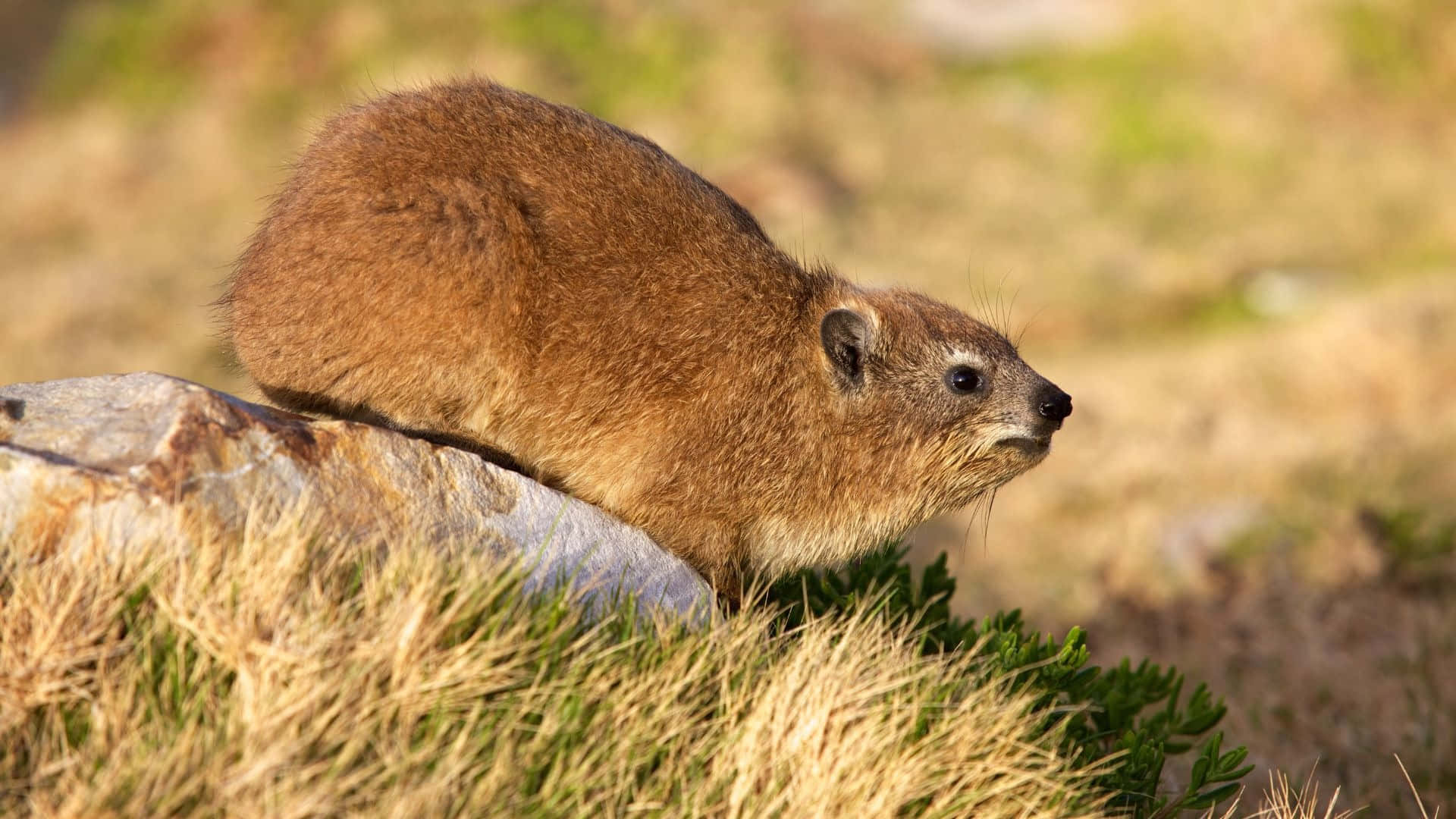 Hyrax De Roche Sur Un Terrain Rocailleux Fond d'écran