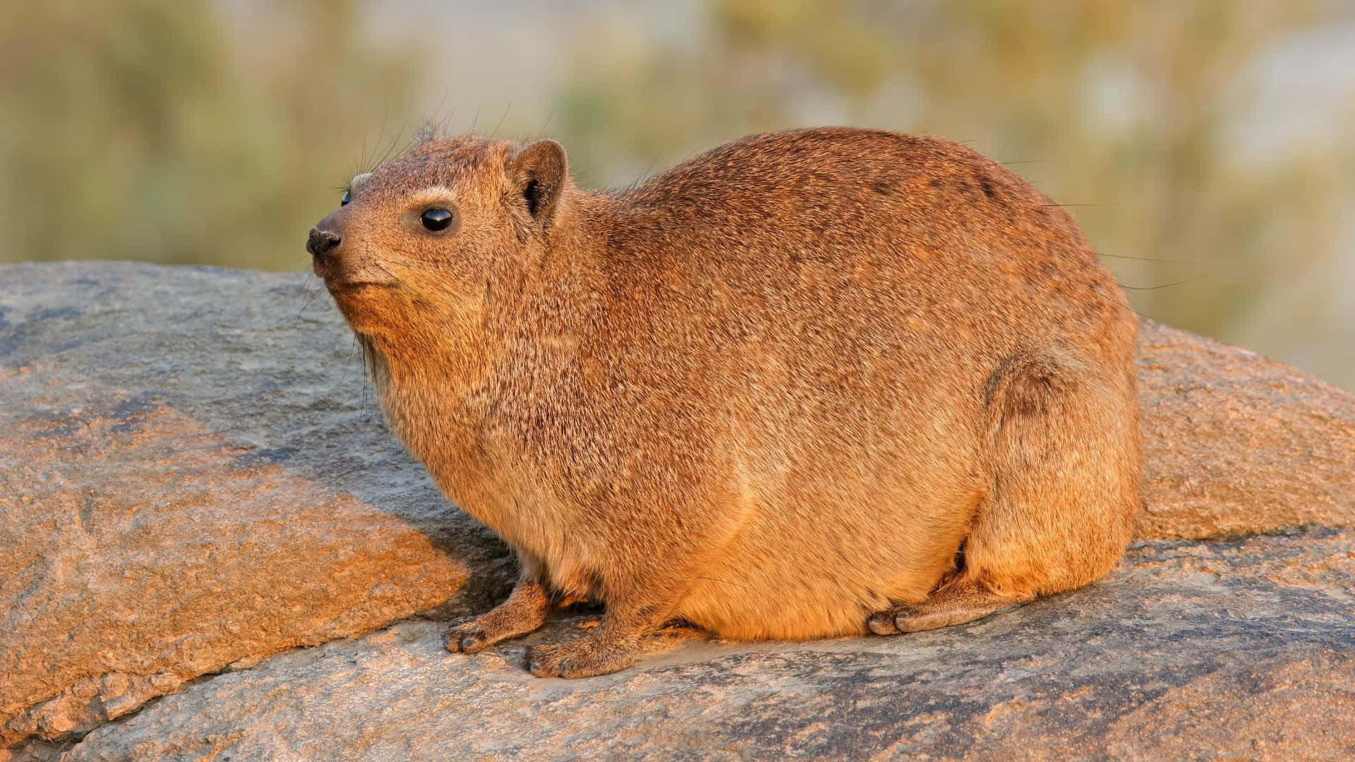 Hyrax Des Rochers Sur Une Pierre Fond d'écran