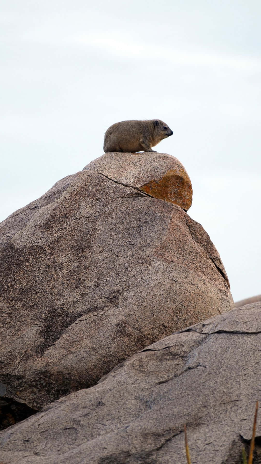 Rock Hyraxon Stone Peak Wallpaper