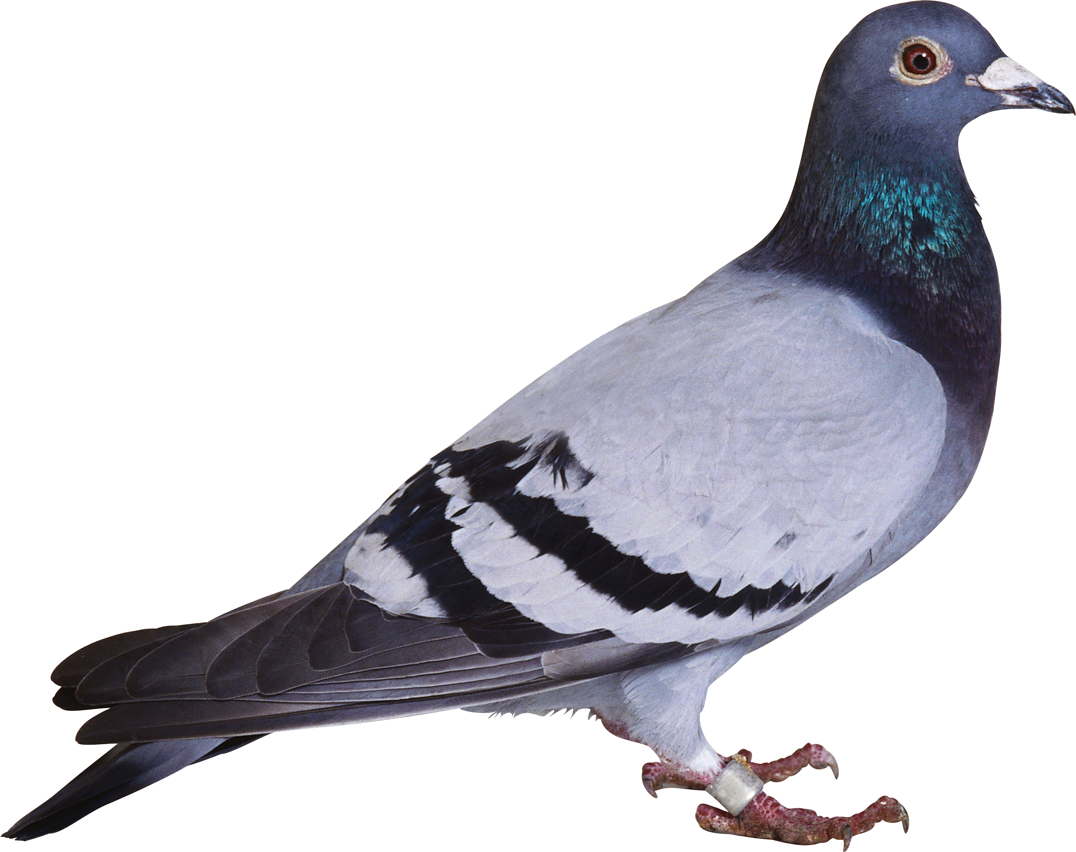 Rock Pigeon Profile View PNG