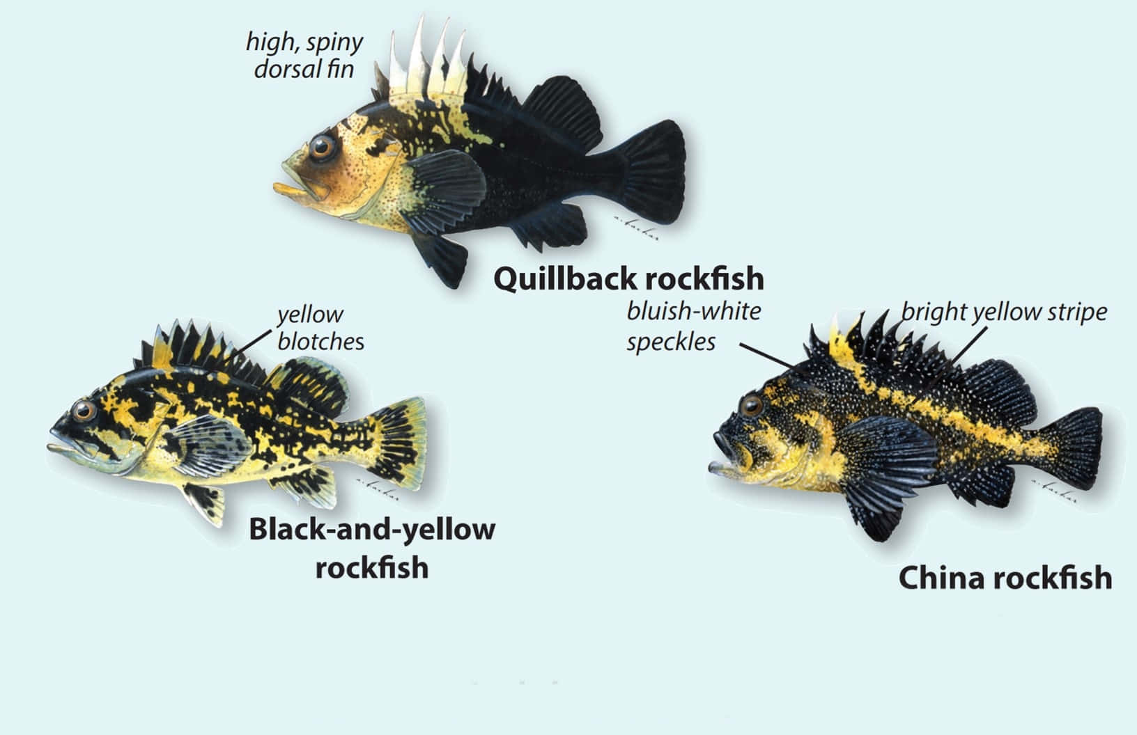 Rockfish Identification Guide Wallpaper