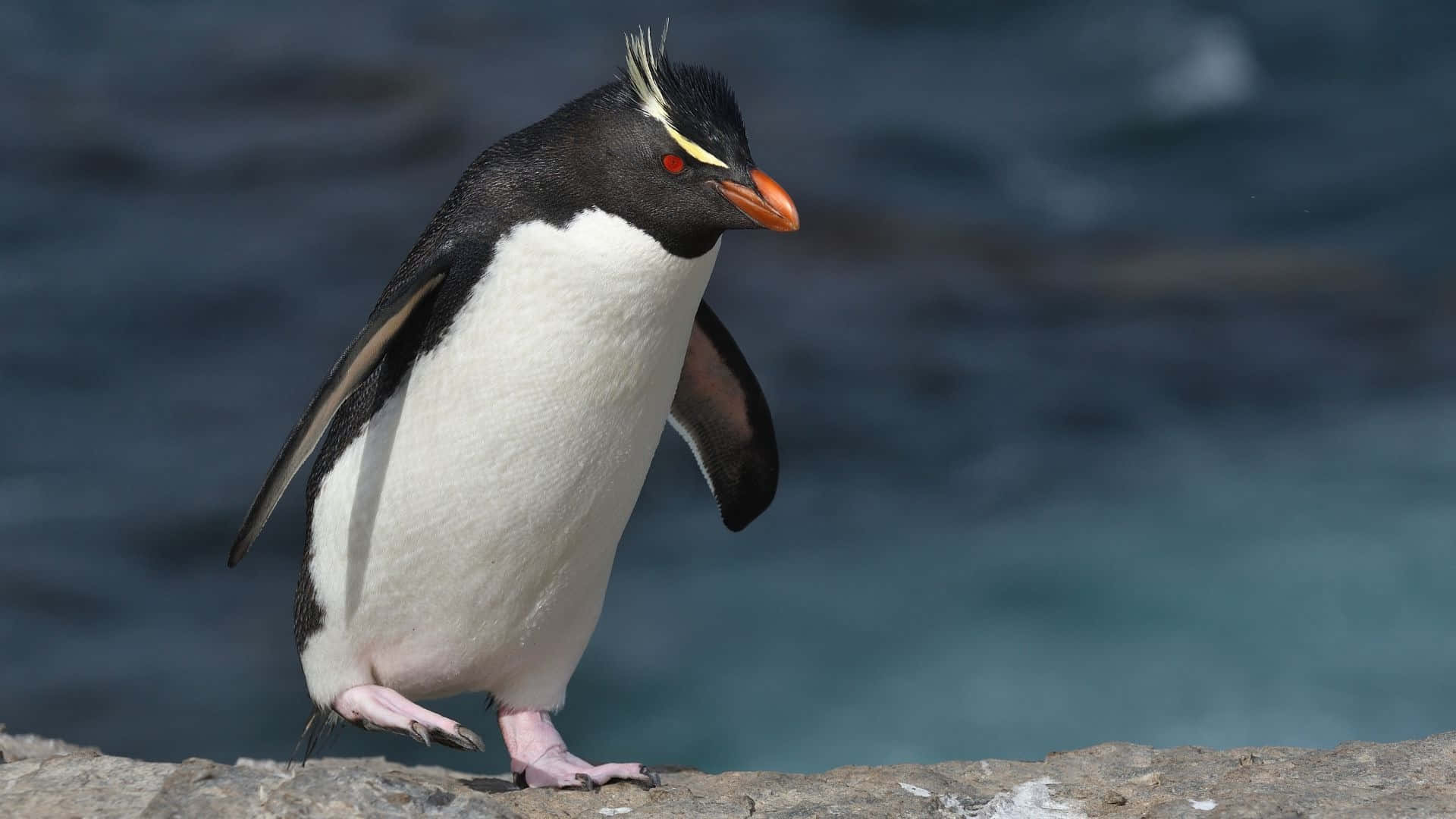 Rockhopper Penguin Coastal Stride Wallpaper